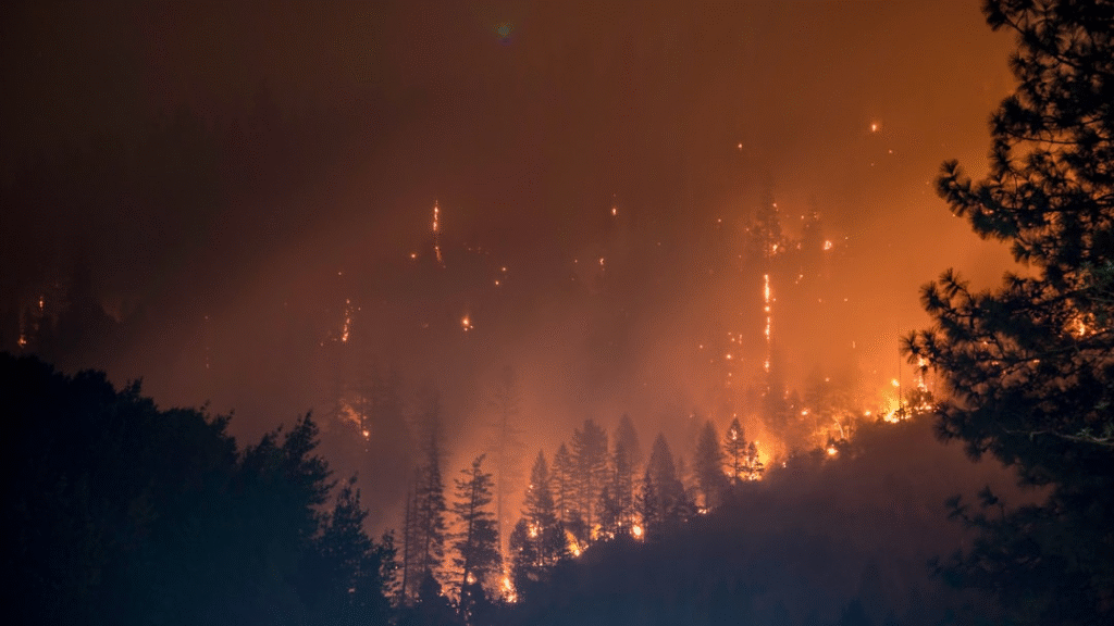 A forest on fire